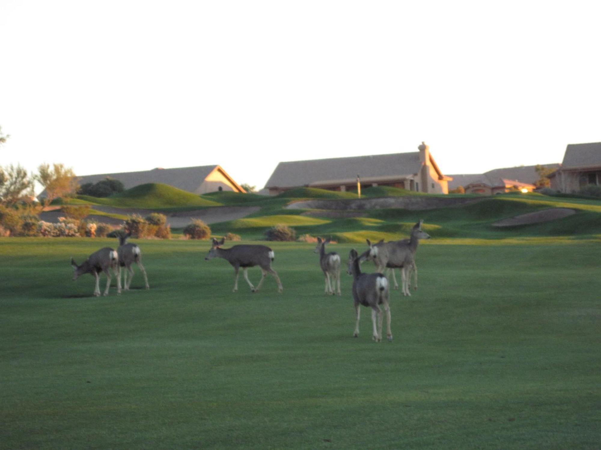 Gold Canyon Golf Resort Quarto foto